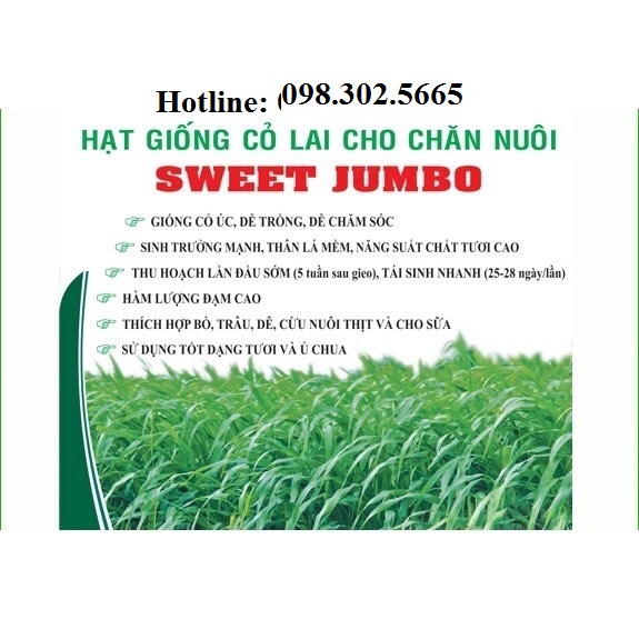 500g Hạt giống cỏ Sweet Jumbo nhập khẩu Mỹ - cỏ lai chất lượng trong chăn nuôi