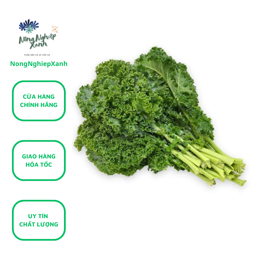 Hạt giống Cải Xoăn Kale, hạt giống cải kale, hat giong cai xoan kale - gói 2g