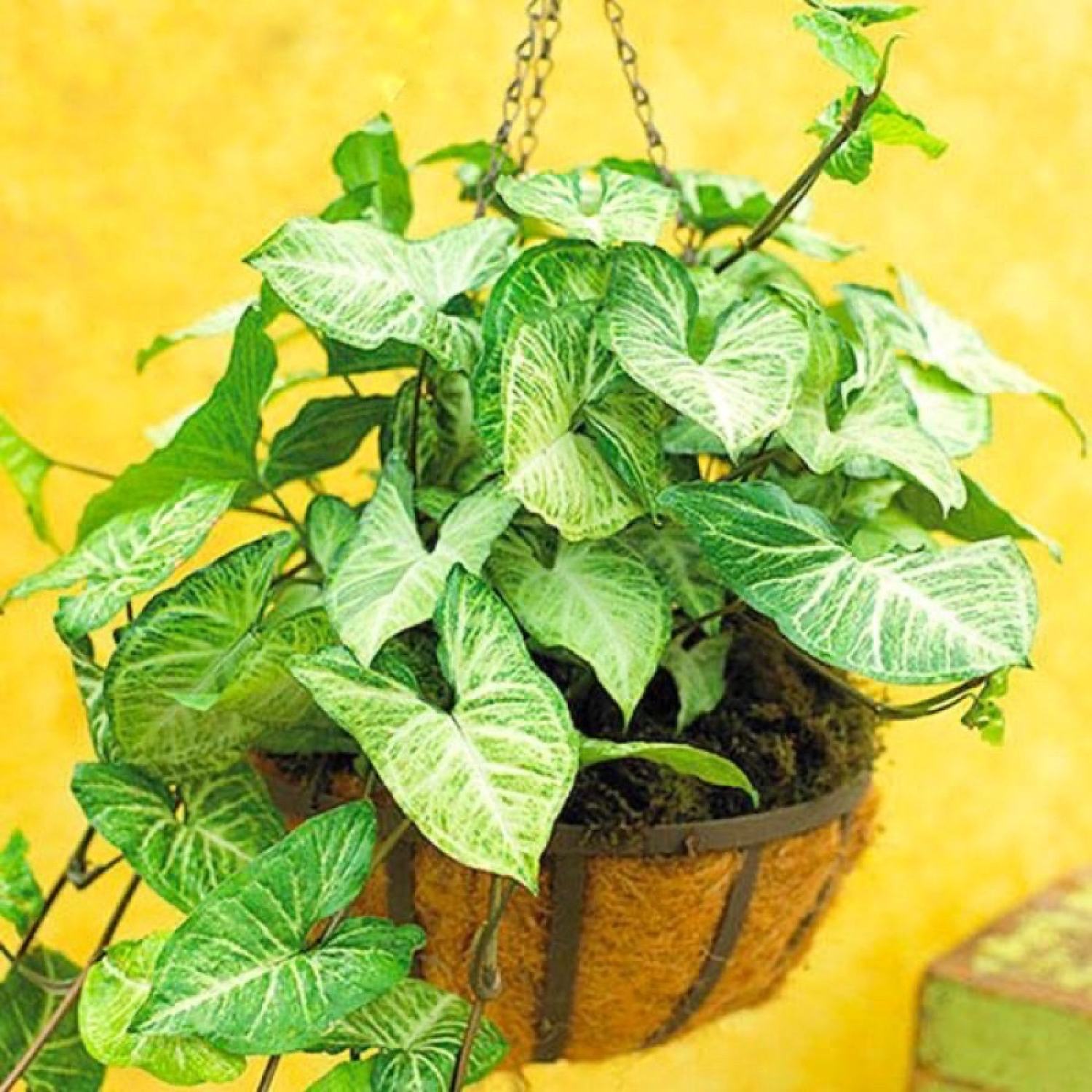 Cây Syngonium podophyllum/ trầu bà trắng/ tróc bạc