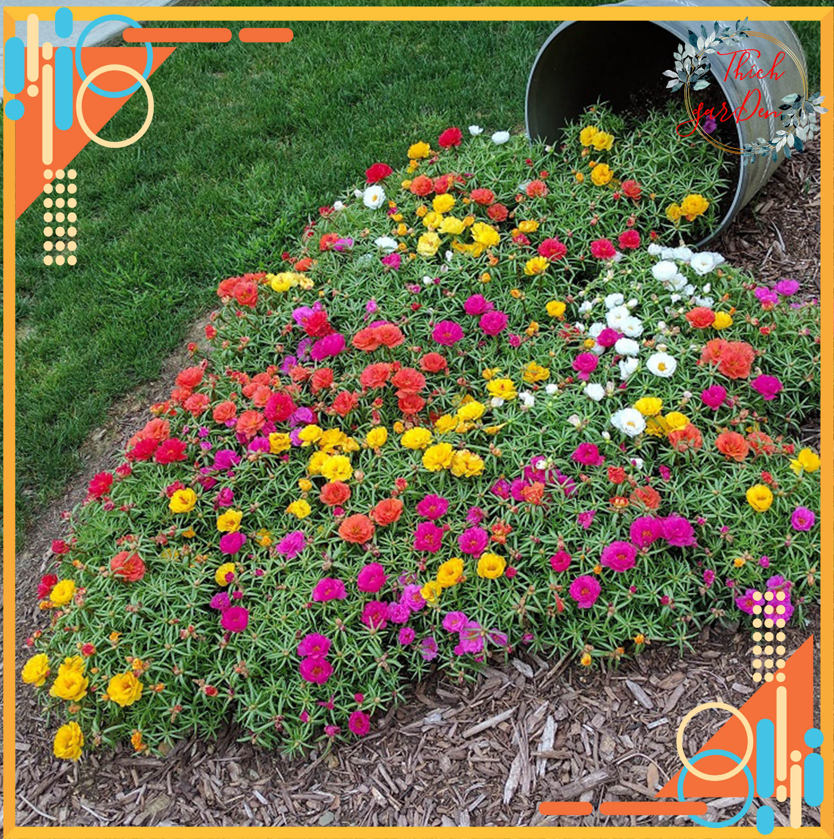 Hoa Mười giờ nhiều màu + tặng phân bón cho cây khỏe mạnh