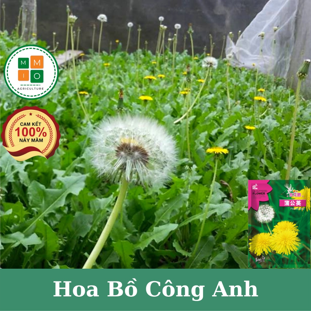 Hạt giống bồ công anh