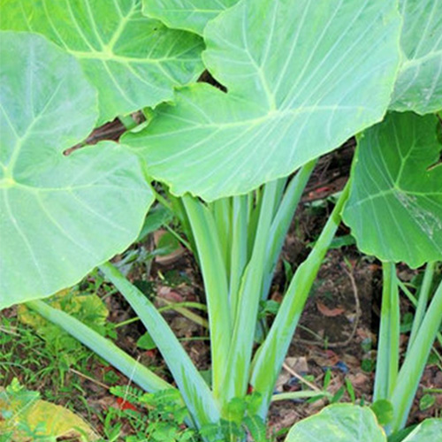 Bạc hà nấu canh chua - Cây trong bầu