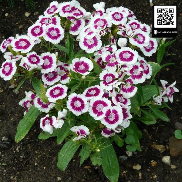 Hạt giống hoa cẩm chướng lùn - Miễn Phí Vận Chuyển khi đơn đạt giá trị tối thiểu