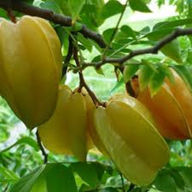 CÂY GIỐNG KHẾ CHUA SIÊU QUẢ DÒNG QUẢ SỚM- CAM KÊT GIỐNG CHUẨN F1