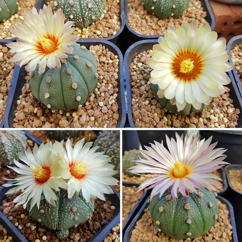 [HCM]Hạt giống xương rồng tròn trên cát-Tặng gói hạt giống ngẫu nhiên