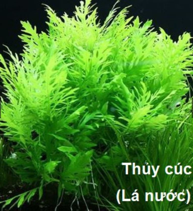 Cây Thủy Cúc thủy sinh lá nước- Cây Cắt cắm dễ trồng không cần Co2 rất thich hợp trồng bể thủy sinh thùng xốp