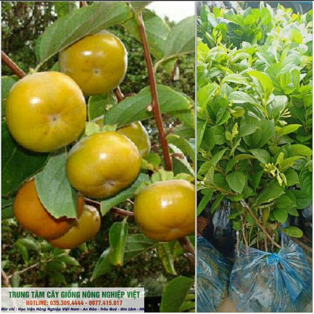 CâyHồng Giòn Đà Lạt Vỏ Mỏng Tanh giống chuẩn