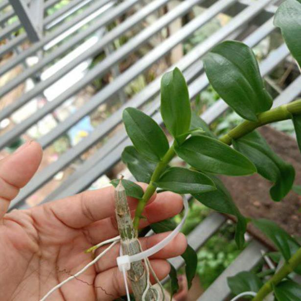 Ki phi điệp mặt hoa cực đẹp, ki tách thân, chuẩn mặt hoa cam kết giống chuẩn