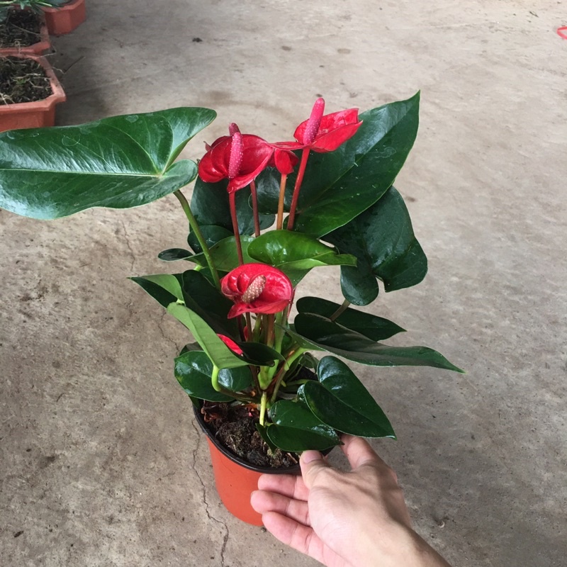 Cây hồng môn đỏ để bàn,trang trí phòng bắt mắt,cây xum tán như hình