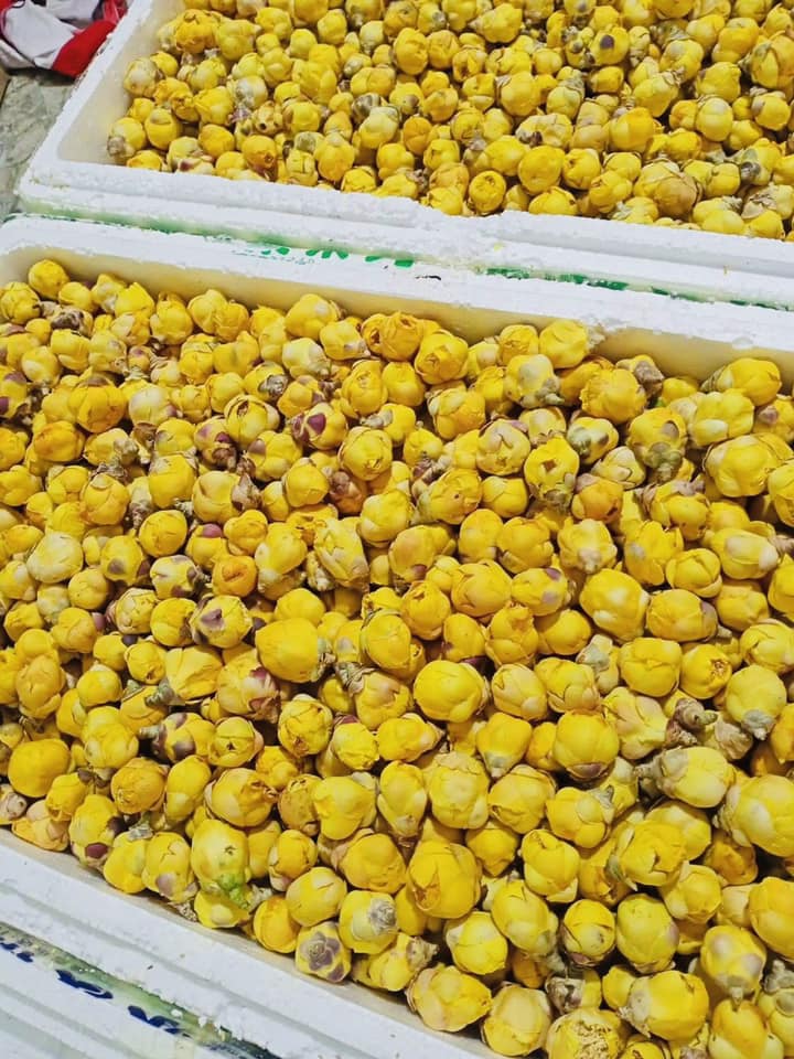 Trà hoa vàng quảng ninh sấy lạnh 100g - đặc sản rừng