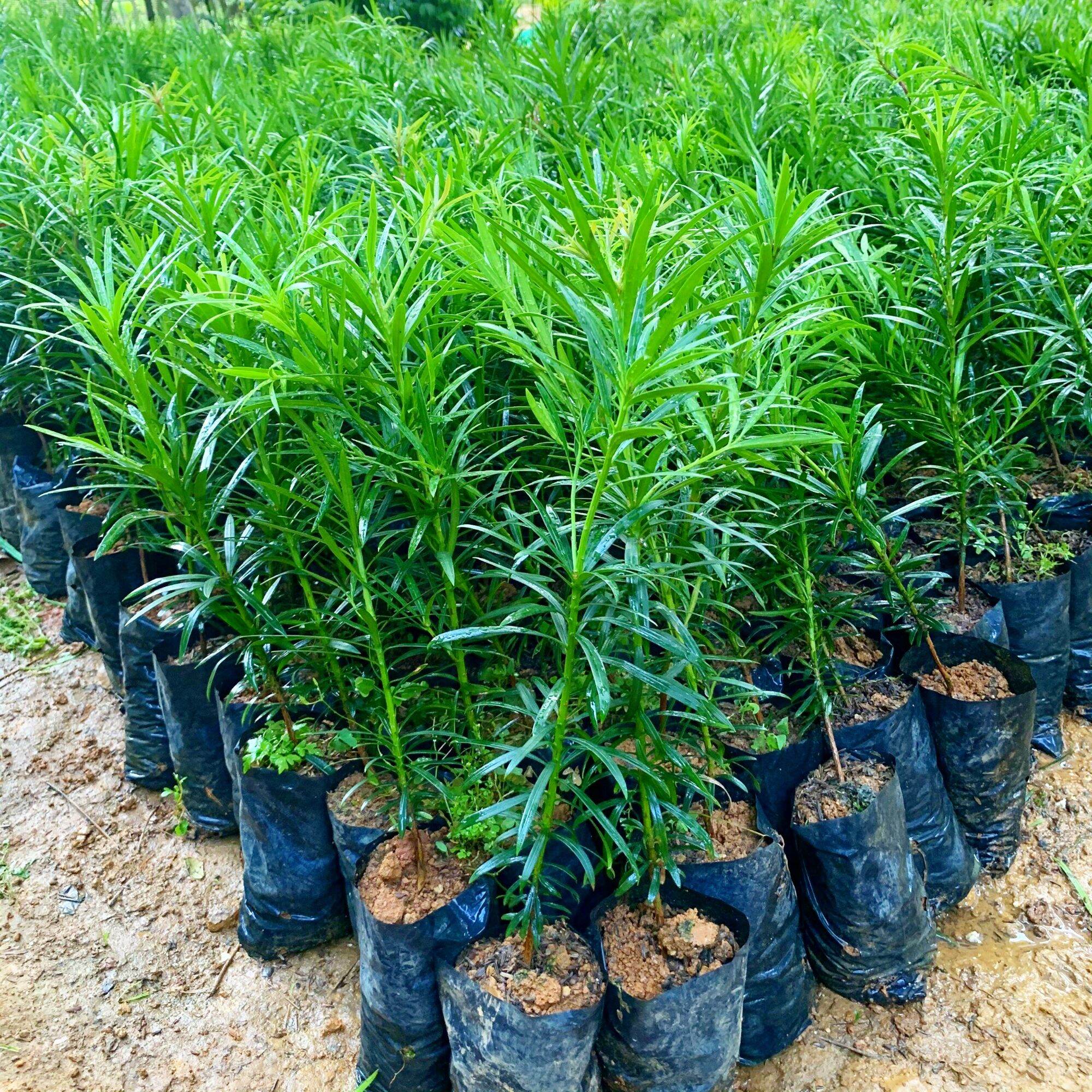 Giống cây tùng la hán - vạn niên tùng bonsai, cây cao 40-50cm, 2 năm tuổi