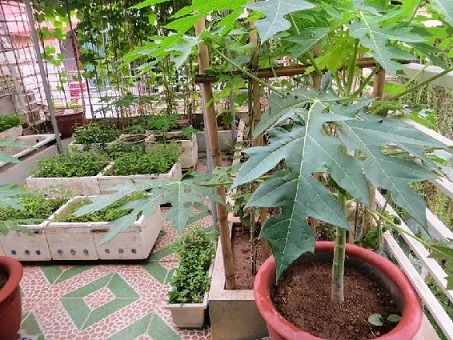 Cây giống đu đủ lùn