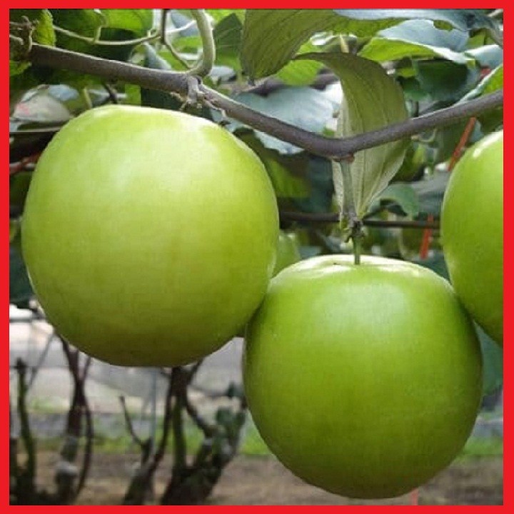 Combo 2 cây giống táo Thái Lan siêu quả siêu to - C120