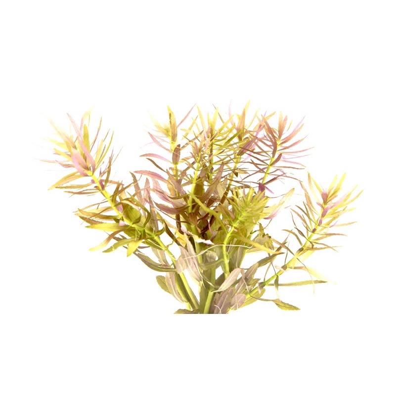 Limnophila Hippuridoides - Cây Ngổ Tím - Cây Thủy Sinh Cắt