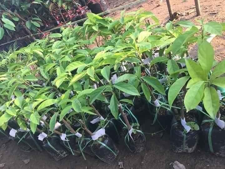 cay bon bon giong chuan hang chat luong cao