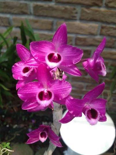 Trầm tím đài loan - cây giống năm 2