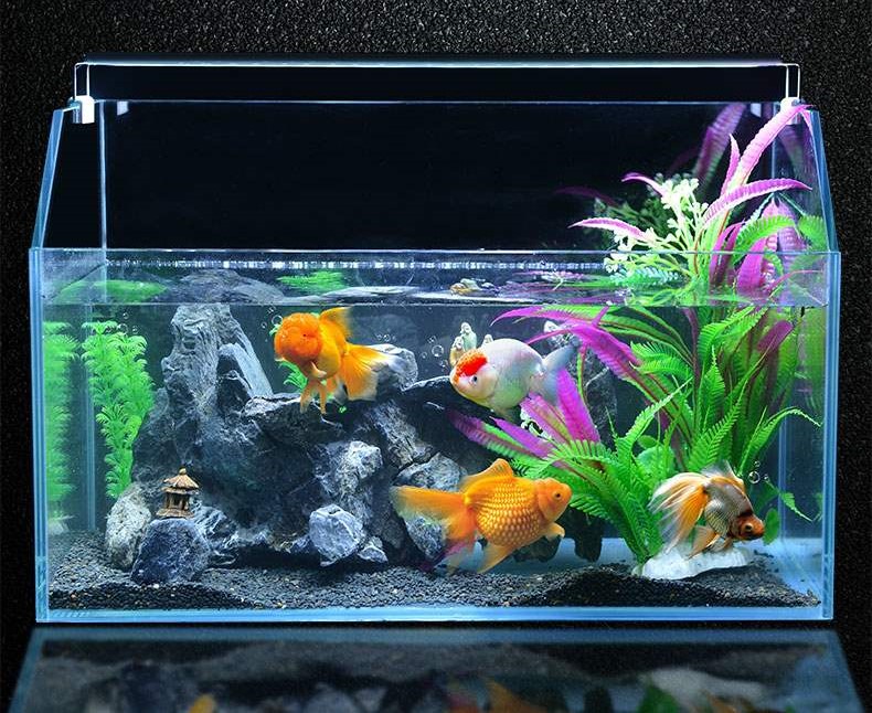 Đèn máng 3W cho hồ bể cá cảnh 20 - 30 cm Led XML-20, ánh sáng trắng cao cấp