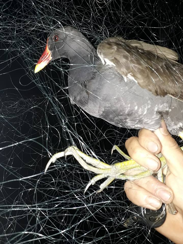 50M Lưới Chim Đêm bẫy quốc, bịp, gà đồng, tu hú TH, mắt lỗ 7p sợi 20 cao 8m4 5 dây 4 túi lưới đen tàng hình