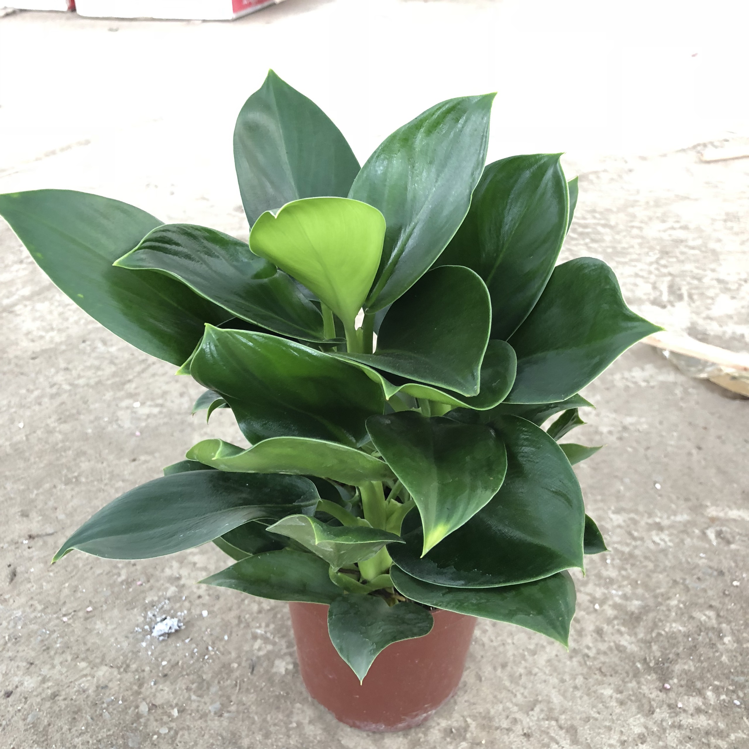 Cây TRẦU BÀ ĐẾ VƯƠNG XANH mini để bàn cao 15-20cm thanh lọc không khí nhỏ gọn thích hợp để văn phòng, bàn làm việc