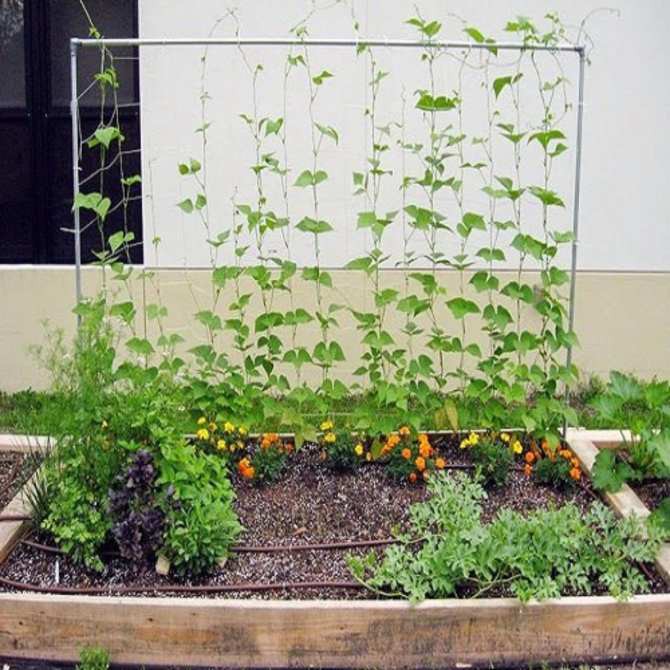 [HCM]Lưới giàn dây leo cho bầu bí khổ qua Rosa bền chắc có sẵn viền biên (2m x 3m)