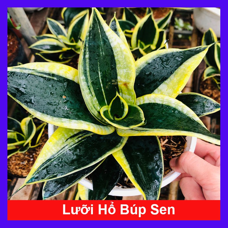 Cây Lưỡi Hổ Búp Sen - cây cảnh mini - cây cảnh để bàn - caykiengsadec