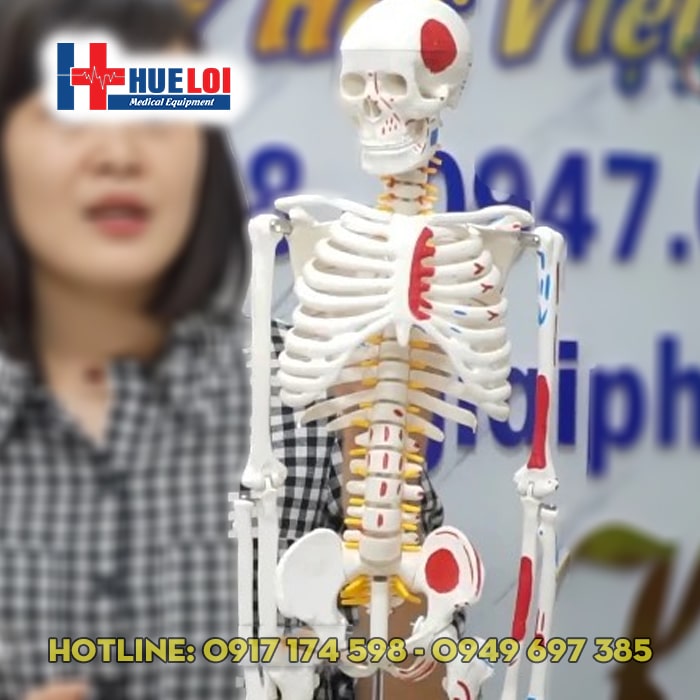Mô hình xương người 85cm có rễ thần kinh