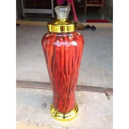 Sâm Cau Đỏ rừng tây Bắc Củ to Đẹp 1kg Tươi