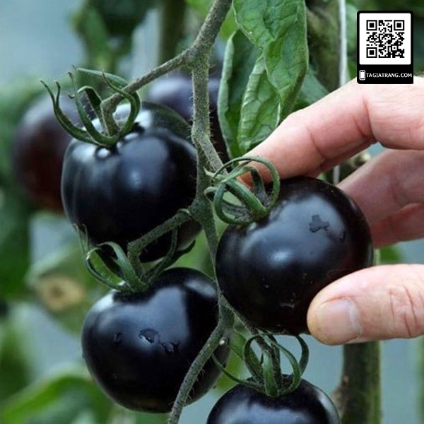 Hạt giống cà chua đen - gói 0.1g