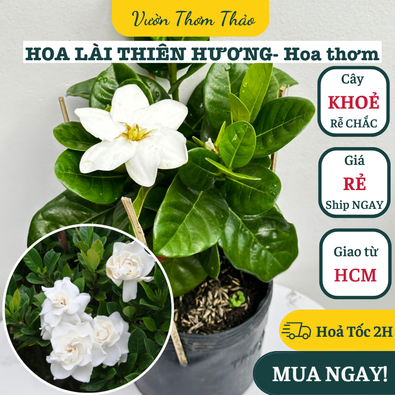 Chậu giống hoa lài thiên hương cánh to, hoa thơm ,, cây giống hoa khoẻ trồng chậu nhựa, thuần khí hậu hoa quanh năm, vườn thơm thảo