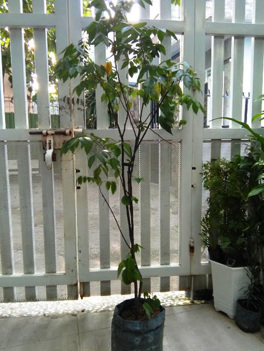 Cây khế chua- chiều cao khoảng 1m