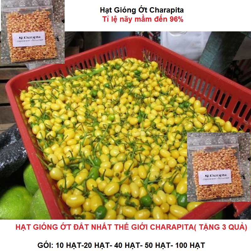 Hạt Gióng Ớt Đắt Nhất Thế Giới Charapita (tặng thêm 3 Quả)