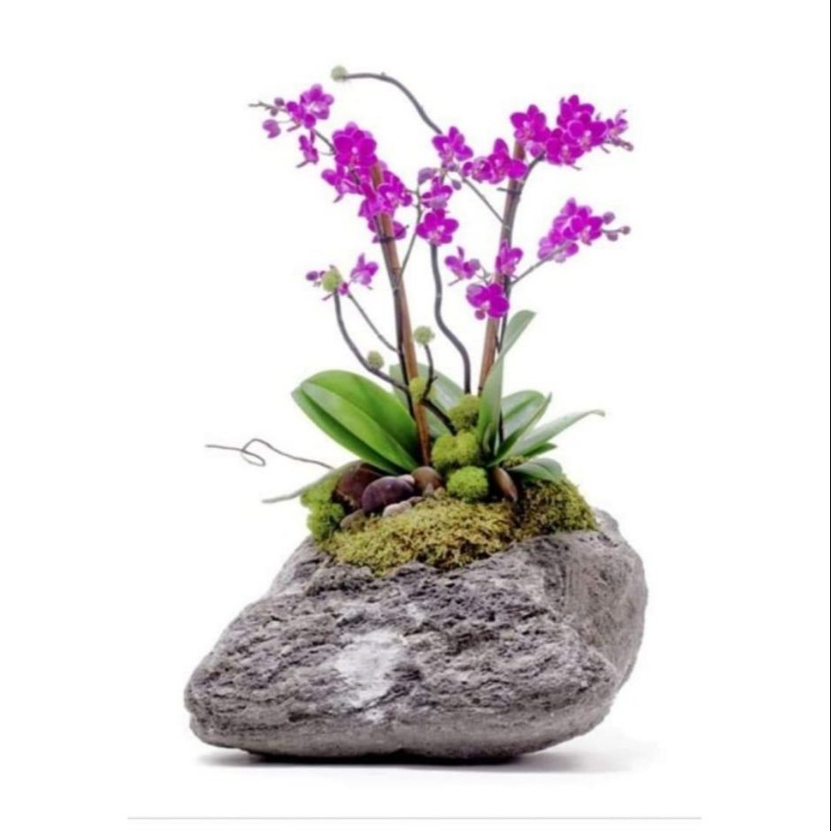 Lan tiểu hồ điệp rất đẹp 5 cây nhiều màu