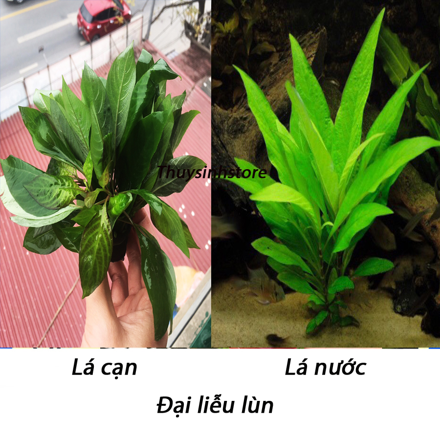 Cây Đại Liễu - 9 ngọn cây thủy sinh lá cạn