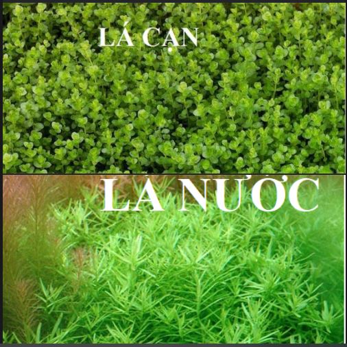 Cây Vẩy Ốc xanh - Rotala xanh- Cây thủy sinh cắt cắm dễ trồng