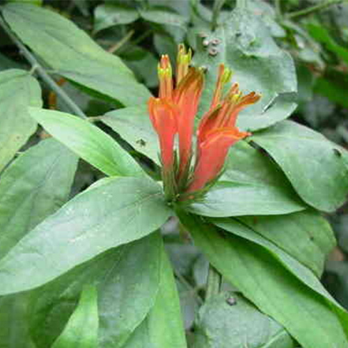 cây bìm bịp hay cây xương khỉ khô 1kg