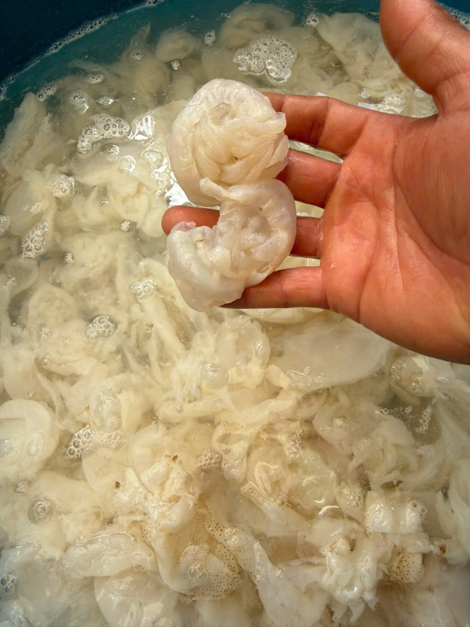 Jellyfish - 500g Bag with 1kg of Water (Delivery to Ho Chi Minh City)