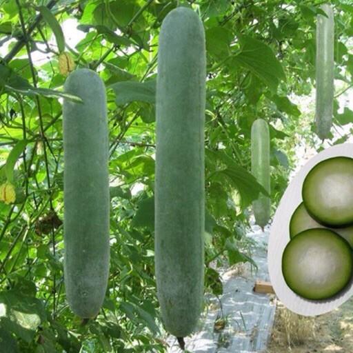 Hạt giống bí sặt cao sản siêu quả - 2 gr - bí sặt