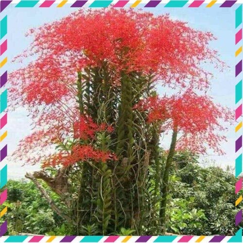 Hoa Lan phượng vỹ