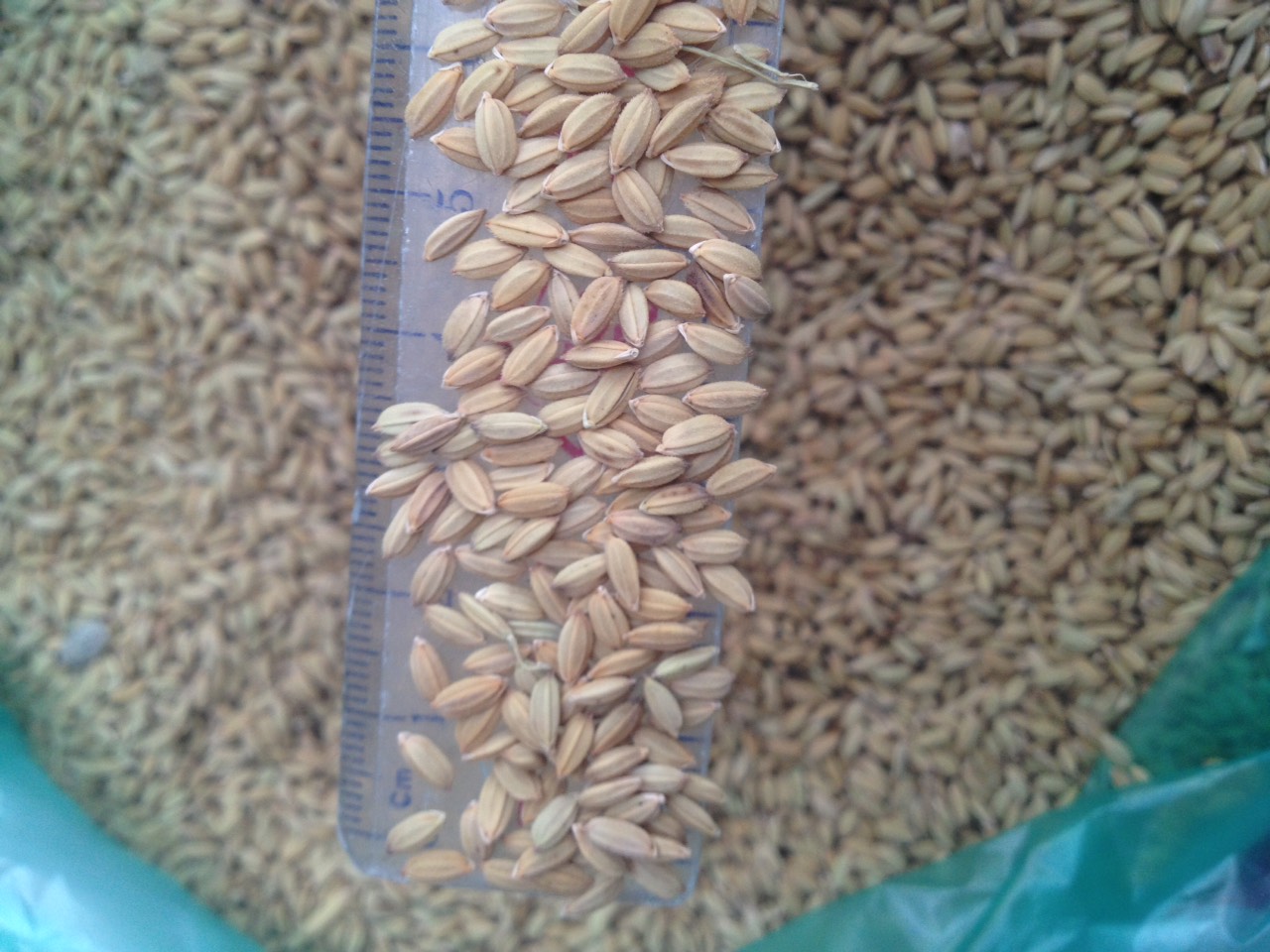 lúa tiêu ruột đỏ cho chim cu gáy gà 1kg