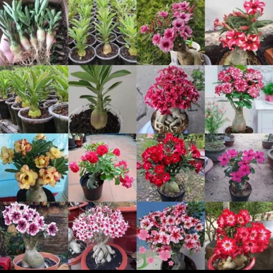Combo 5 cây sứ thái giống 13- 15cm