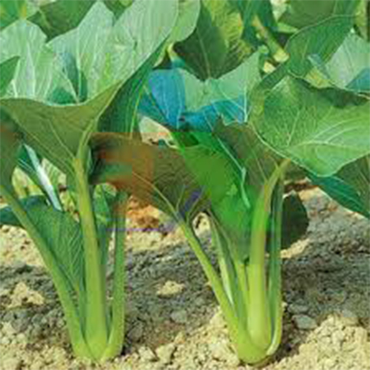 20 gram hạt giống rau cải ngọt