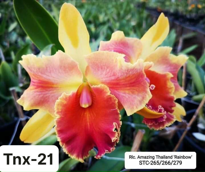 Cattleya Rlc. Amazing Thailand "Rainbow" Cây Con Chuẩn Màu
