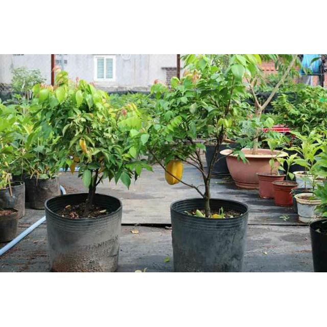 Cây khế Thái....đang trái