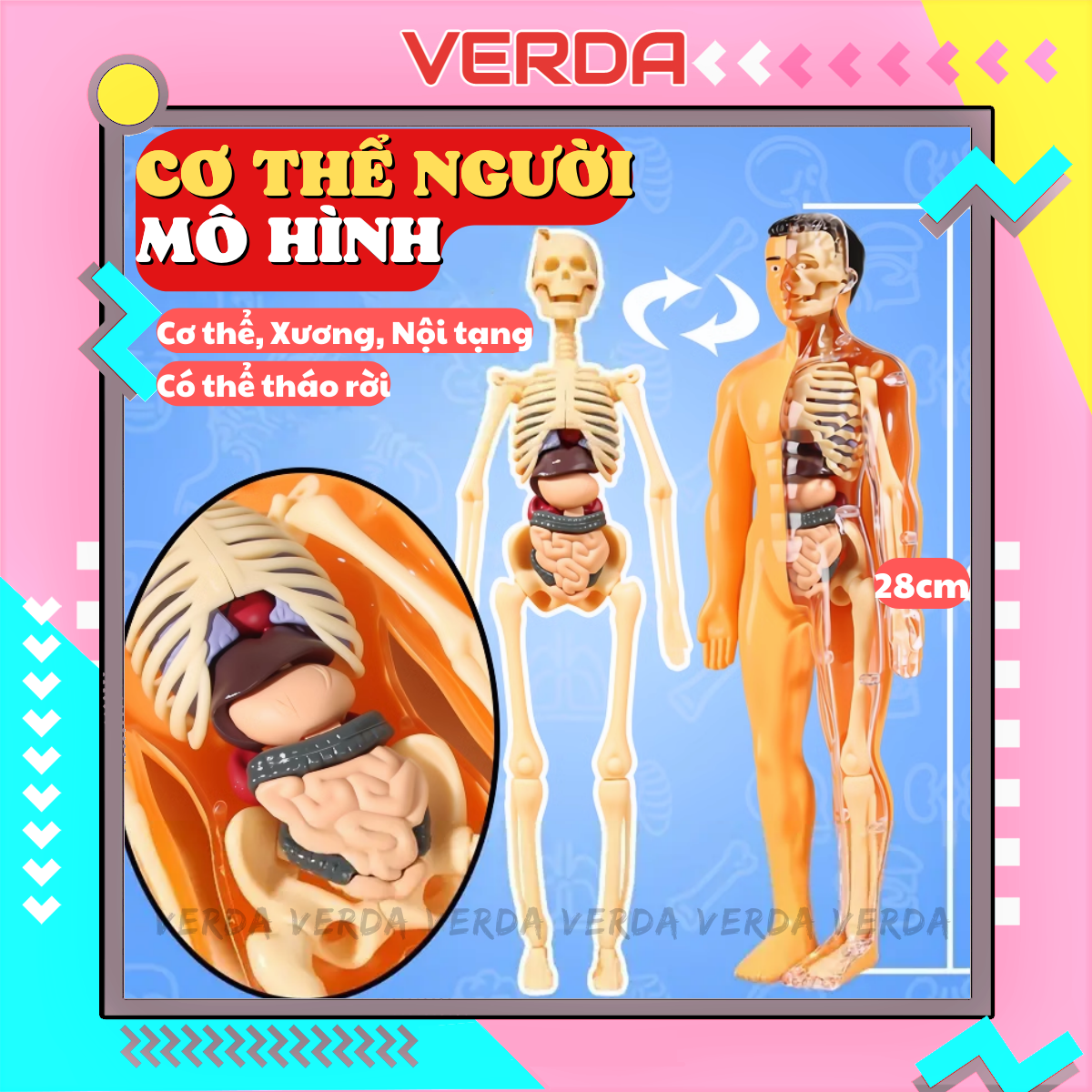 Mô hình cơ thể người – đồ chơi trẻ em bộ xương con người giải phẫu có thể tháo rời khoa học STEAM VERDA