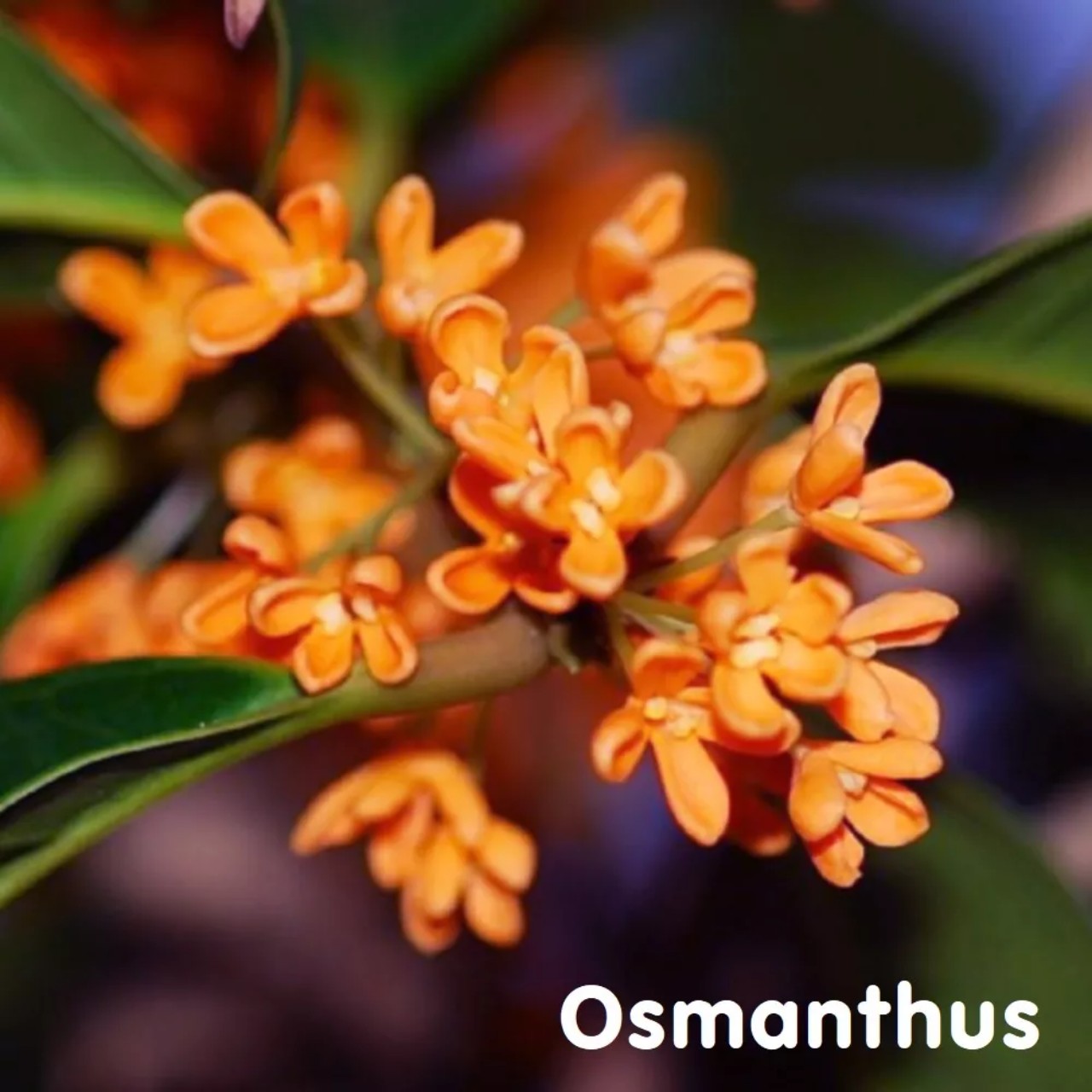 Tinh dầu hoa Mộc Tê Osmanthus Essential Oil
