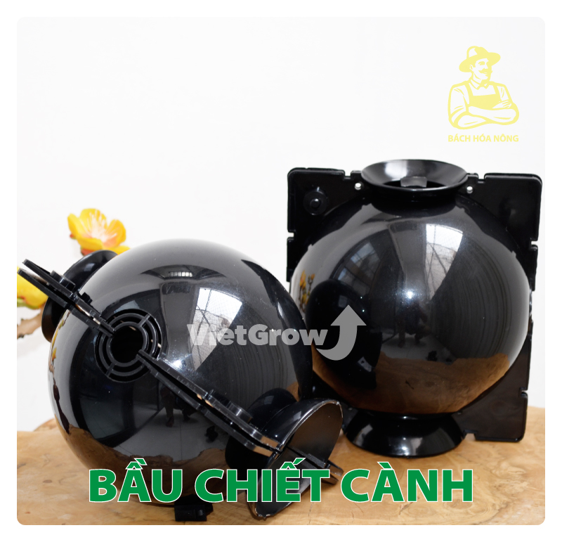 Combo 8 bầu chiết cành croco - size l , màu đen