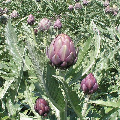 [HCM]Gói 1GR hạt giống Atiso Đà Lạt - Bông Tím