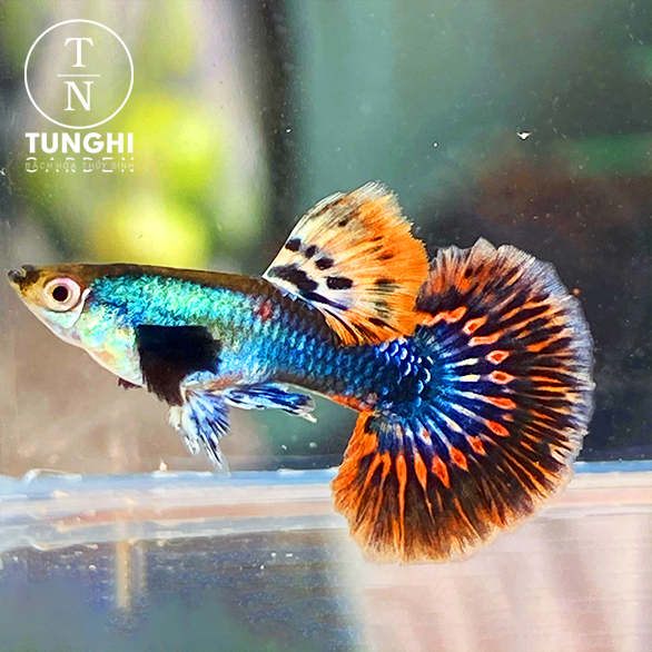 Combo 5 tặng 1 - Dumbo mosaic thủy sinh - Hoàn tiền khi gặp sự cố - tặng thức ăn - Tú Nghi Garden