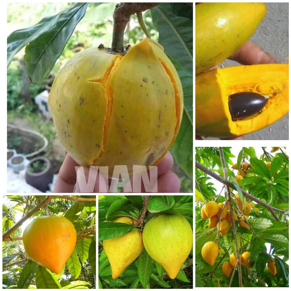 Combo 2 cây giống lekima(cây trứng gà)