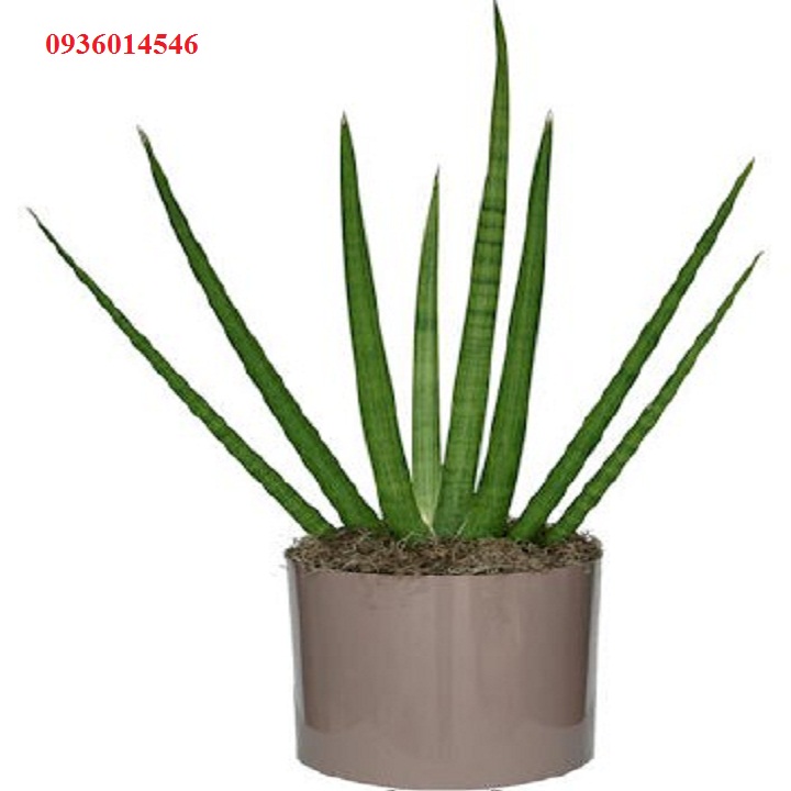 cây nanh heo - Cây ngàà voii (Size 60-70cm)